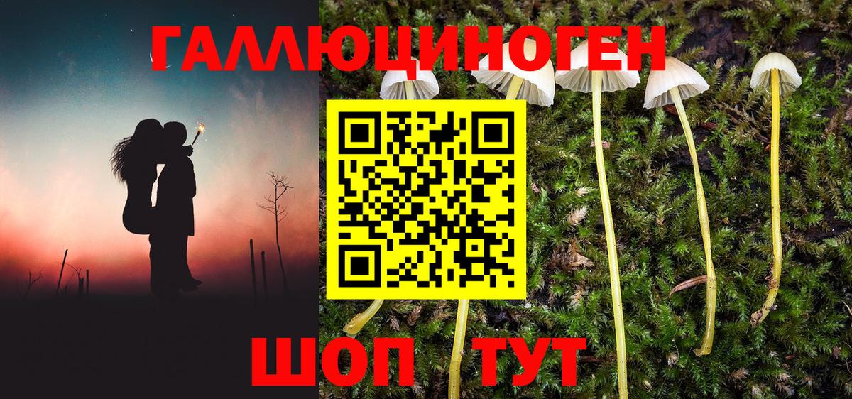 Галлюциногенные грибы Cubensis Новозыбков